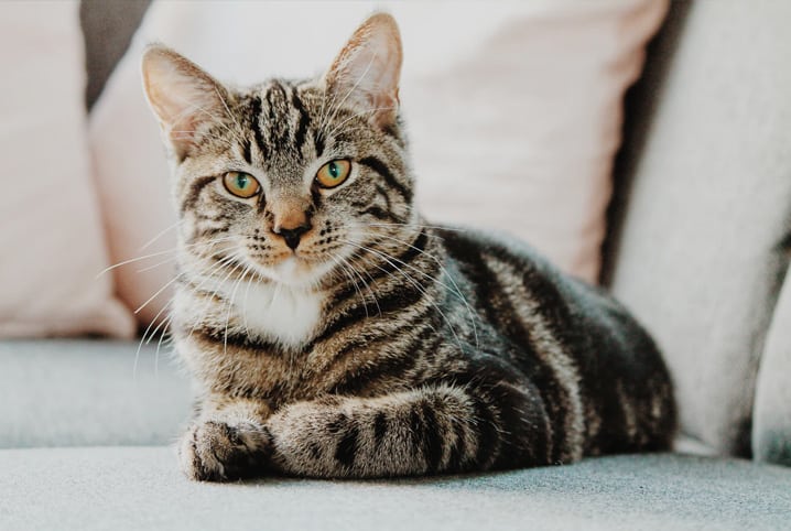 Por que deve treinar o seu gato e como fazê-lo em 5 passos