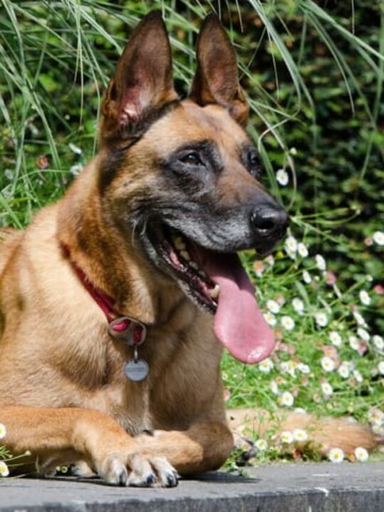 cachorro sente calor pet