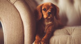 Cachorro assiste TV? Veja algumas curiosidades sobre o assunto