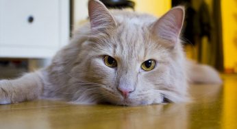 Descubra 5 frutas que gatos podem comer!