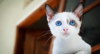 O que fazer para ajudar gato engasgado?
