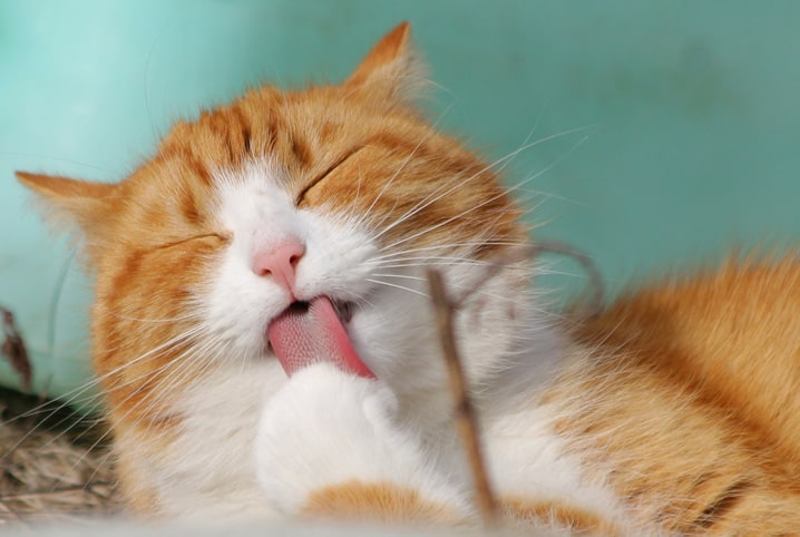 gato se lambendo