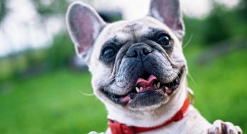 Barulho que cachorro gosta: quais são os sons favoritos dos pets?