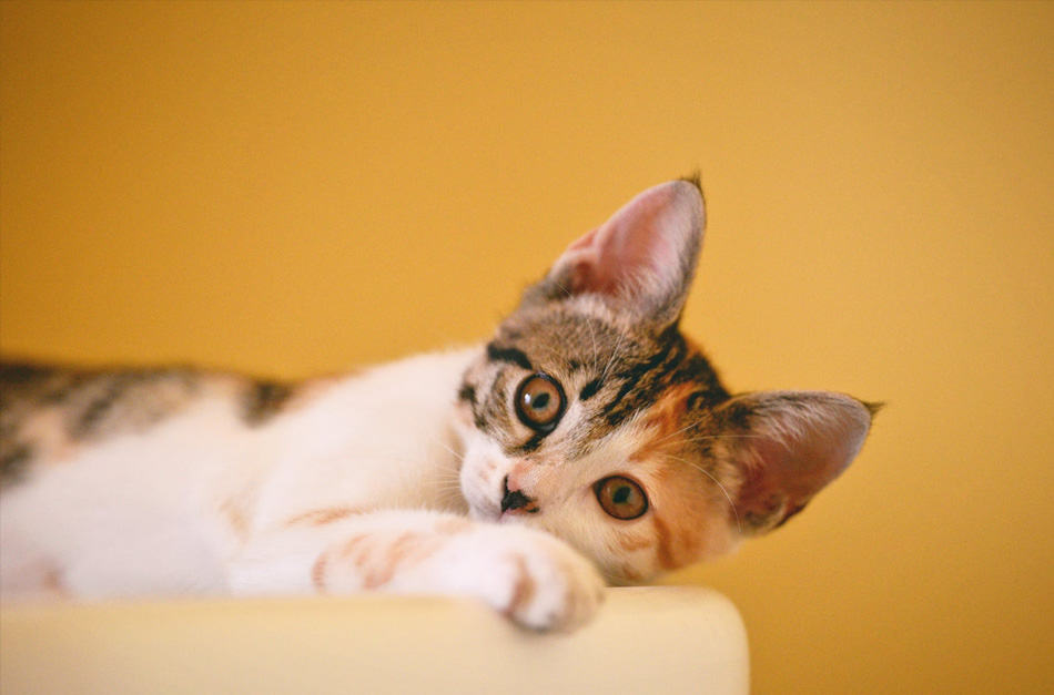gato deitado