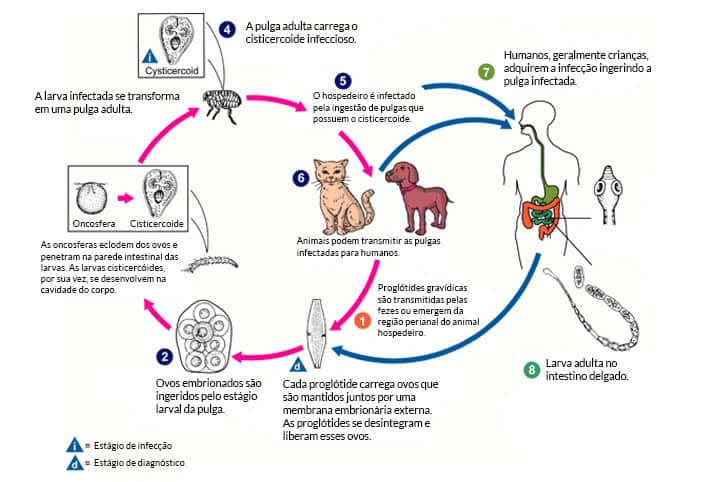 Parasitas de gatos: conheça os tipos principais | Petz