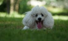 poodle tamanhos 2