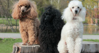 Cães longevos: quantos anos vive um Poodle?