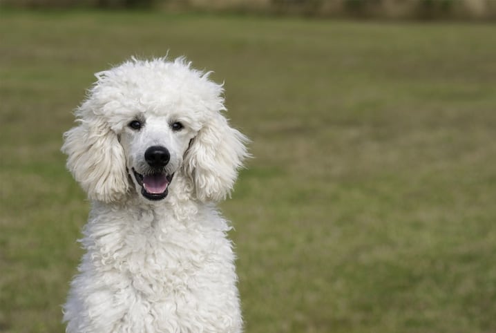 poodle na grama
