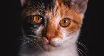 Conheça os 6 gatos famosos mais populares