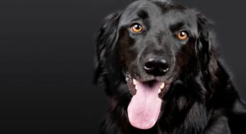 Cachorro pode tomar chá de boldo ou a bebida é tóxica para a espécie?