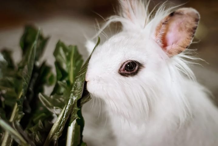 coelho branco peludo