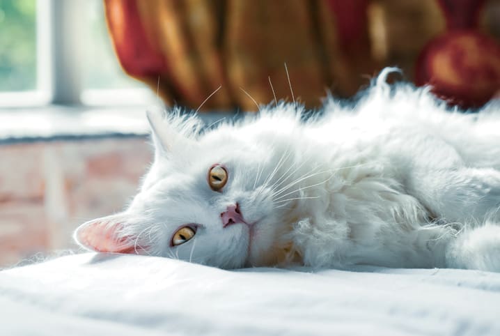 Qual a maneira correta de tosar gato?