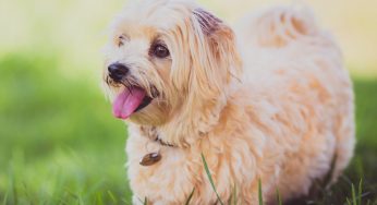 Cachorro híbrido: saiba o que é e como surgiu essa mistura