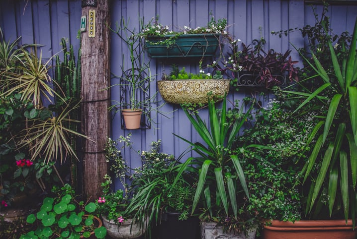 diversas plantas em diferentes tamanhos de vasos