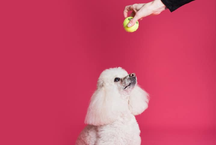 tutora segurando bolinha e cachorro olhando