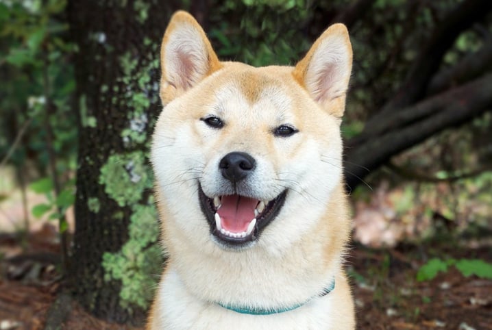 cachorro akita com feliz