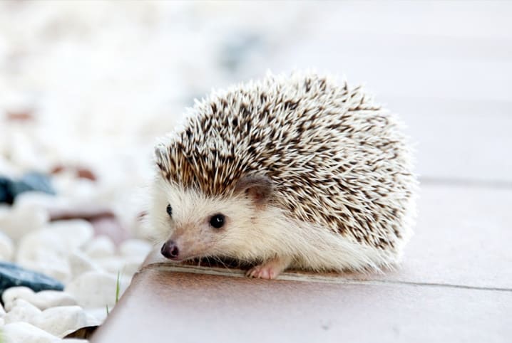 porco espinho pequeno
