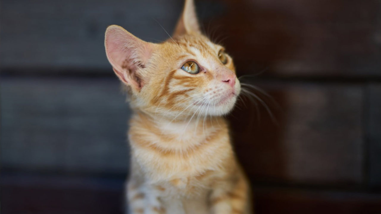 Aprenda a desenhar patas fofinhas de gatos, cachorros e muitos outros