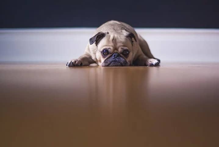 Cachorro Pug deitado no chão.