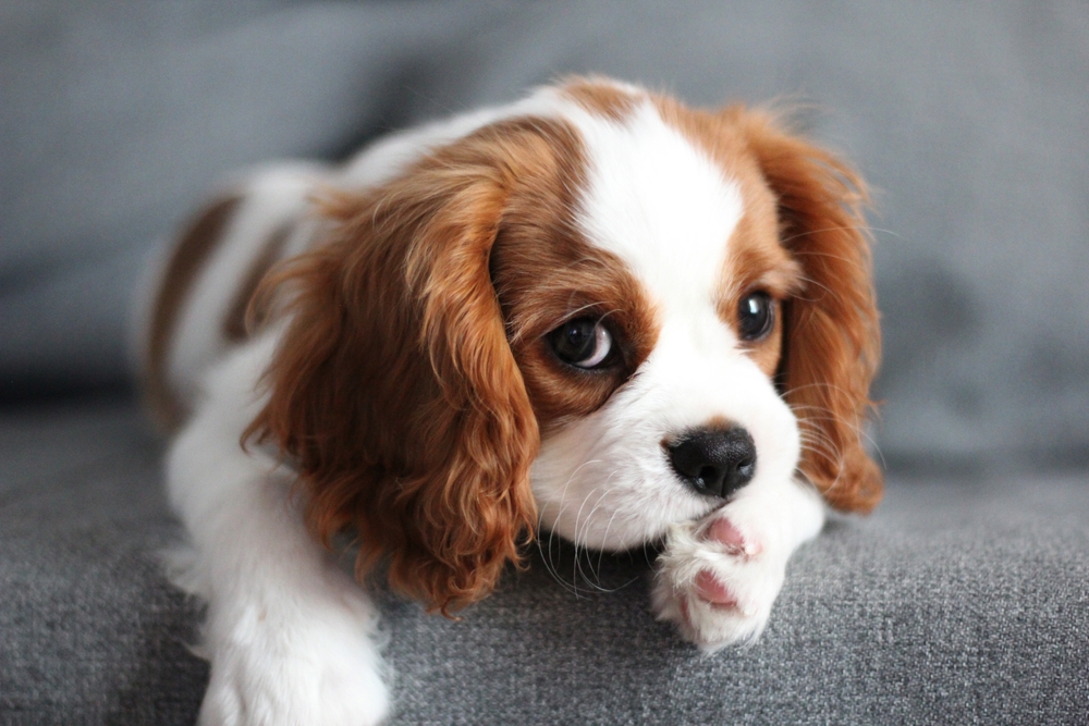 Cachorro antissocial: o que fazer? 1 Cachorro Cavalier.