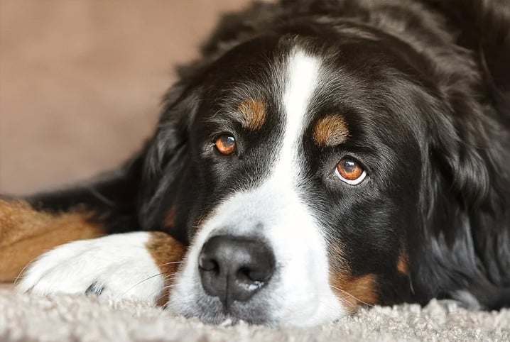 cachorro deitado e desatento