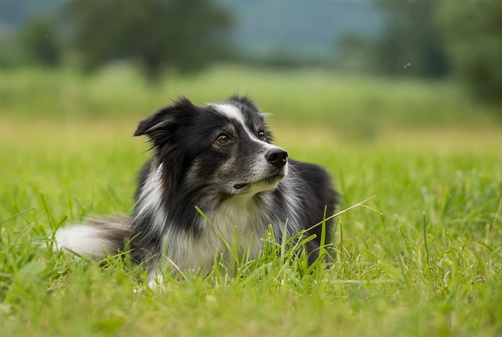 cachorro da raça border collie em gramado alto.