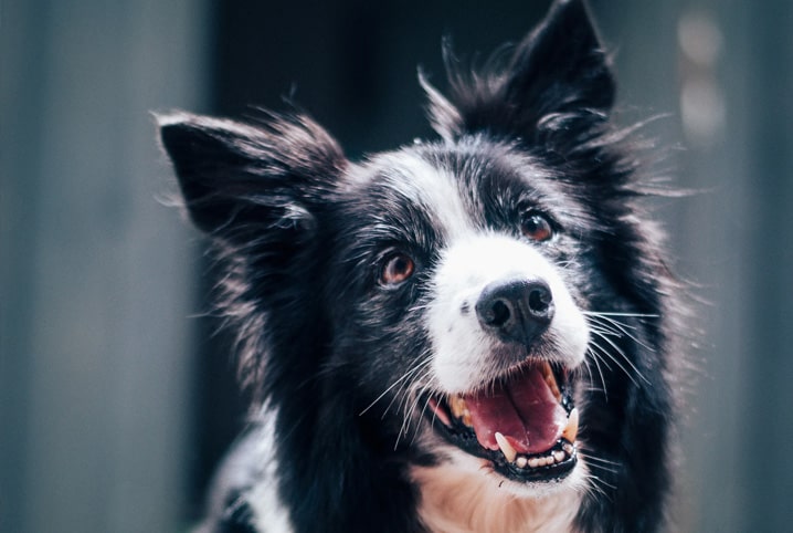 border collie feliz