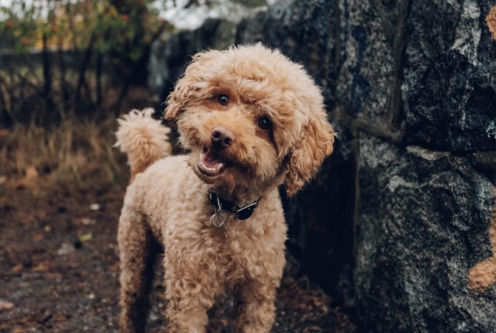 poodle sorridente