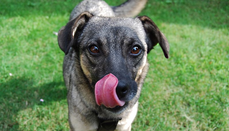 Qual é a raça mais inteligente de cachorro? - A Crítica de Campo