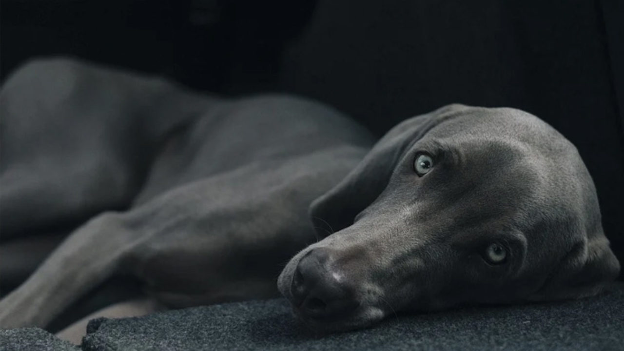 Cachorro tem dor de cabeça Clearance