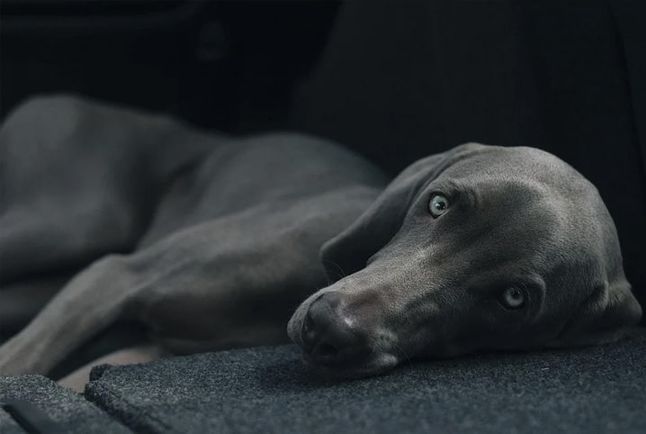 cachorro deitado no sofá