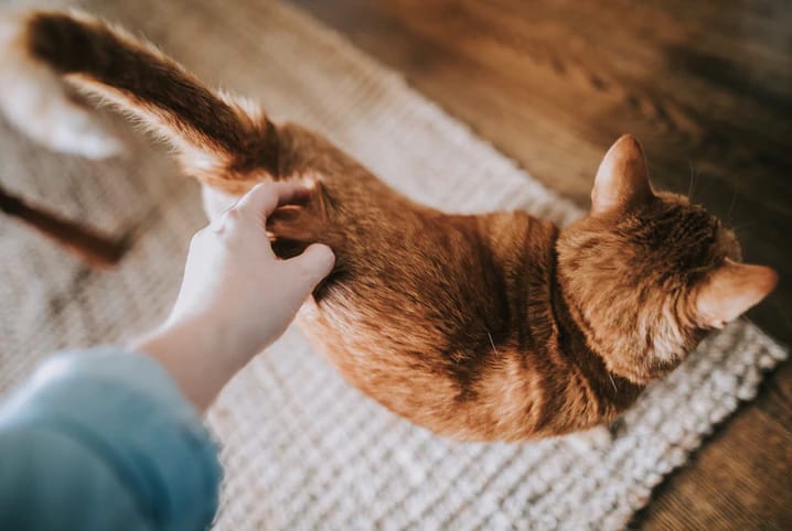 Gato recebendo carinho nas costas.