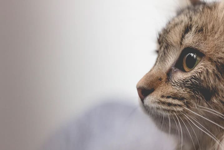 gato de perfil