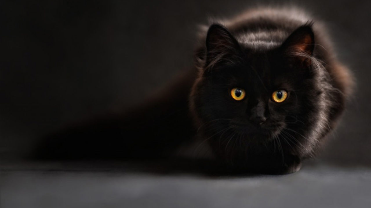 Três Gatos Pretos Estão Olhando Para Cima. Amigos Para Sempre