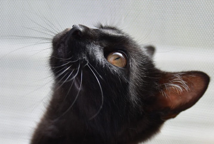 gato preto olhando para cima