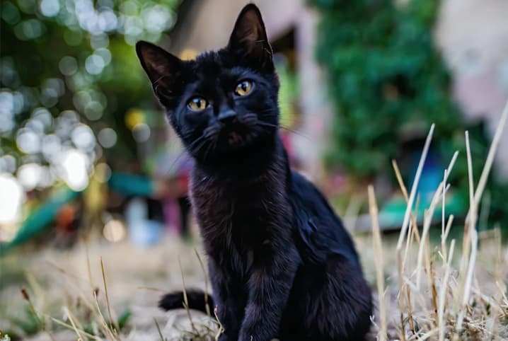 gato preto filhote