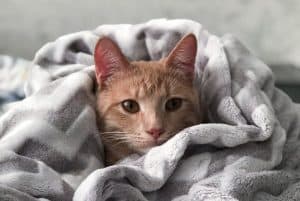 Gripe felina: conheça tudo sobre a doença!