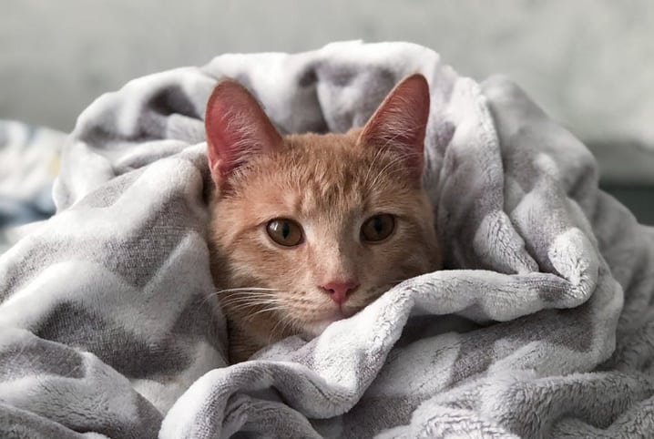 gato deitado na cama