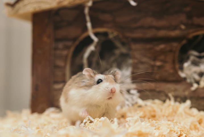 hamster em cima de feno