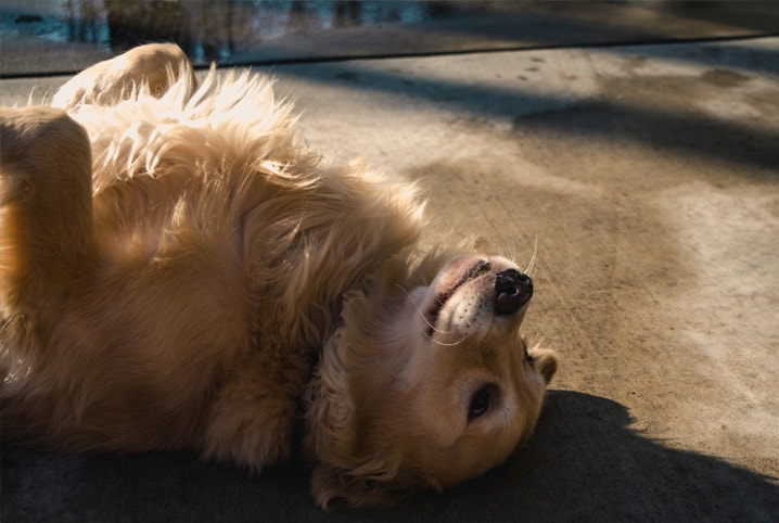 cachorro deitado no sol de barriga pra cima