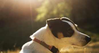 Saiba porque cachorro gosta de ficar no sol