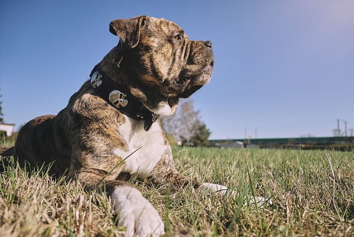 cachorro tomando sol