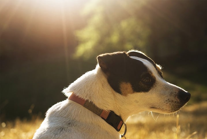 cachorro no sol