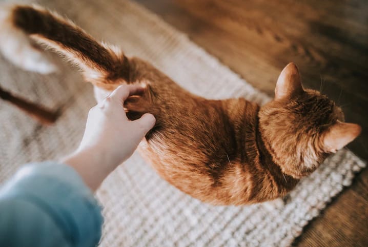 tutor passando a mão na cauda do gato