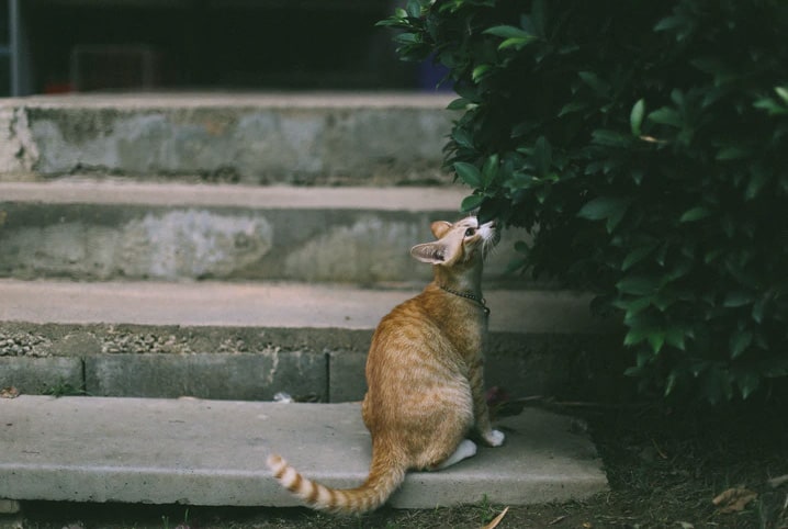 gatinho na escada olhando para árvore