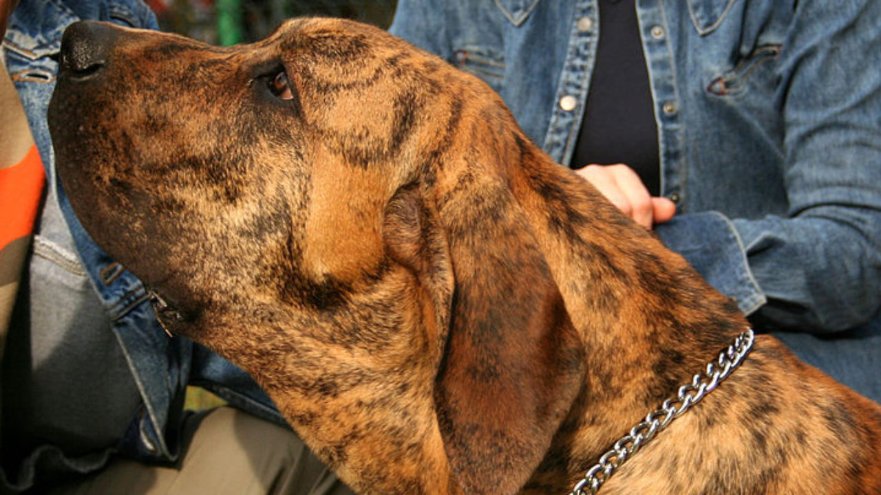 Original fila brasileiro  Cães, Cachorro, Animais domesticos