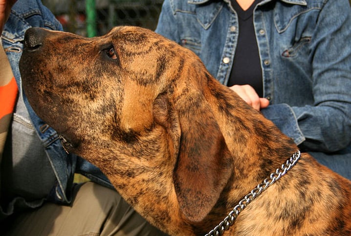 Raça de cachorro brasileiro: venha conhecer 5 delas!