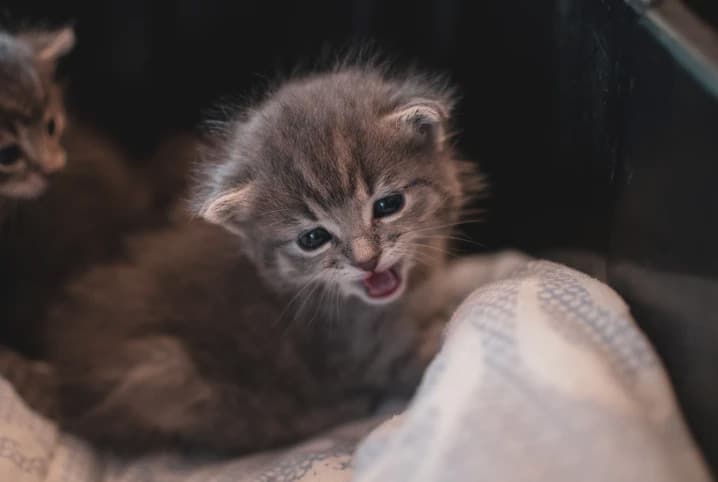 Mantenha seus bichanos protegidos com a vacina para gatos