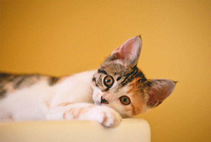 vacinas para gatos