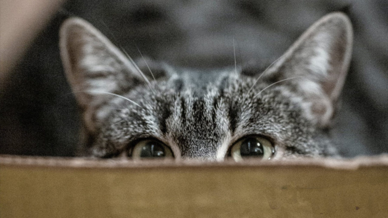 Emoções De Gatos Rostos. Gatinho Bonito Avatares Animais De